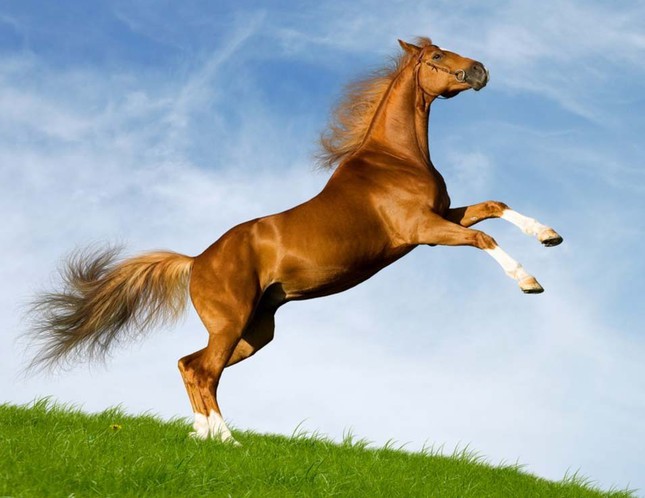 Chiêm bao thấy con ngựa có điềm báo gì đặc biệt?