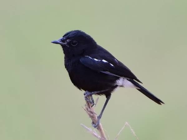 Giải mã giấc mơ thấy chim màu đen là điềm báo tốt hay xấu?